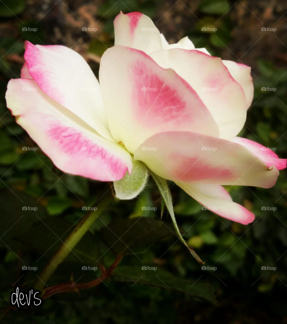 A beautiful one 🌷