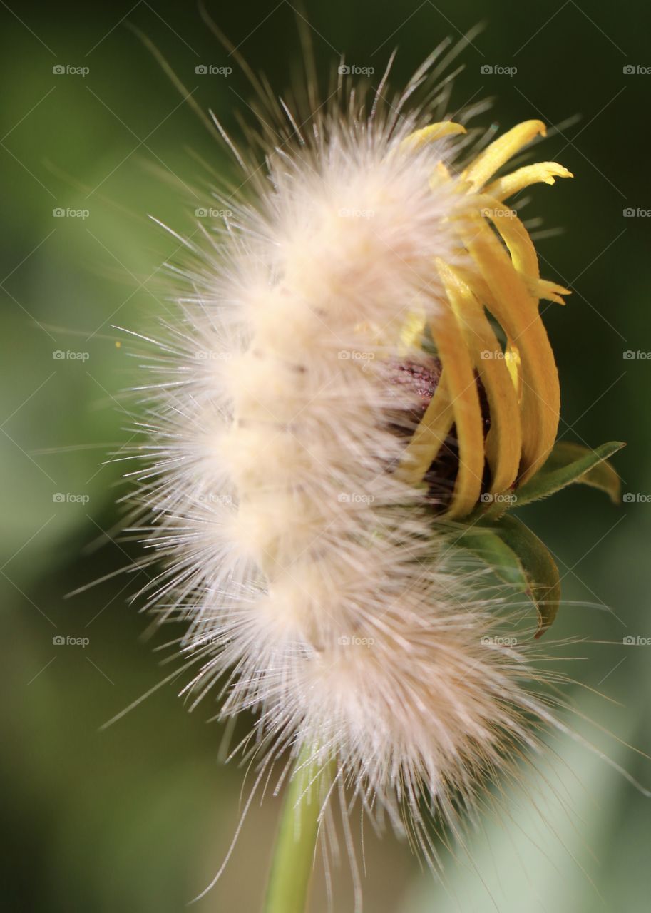 First sign of autumn, fuzzy caterpillar