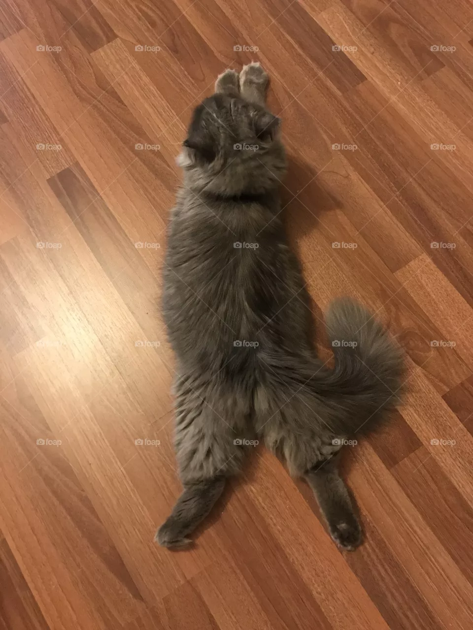 Cat’s Yoga