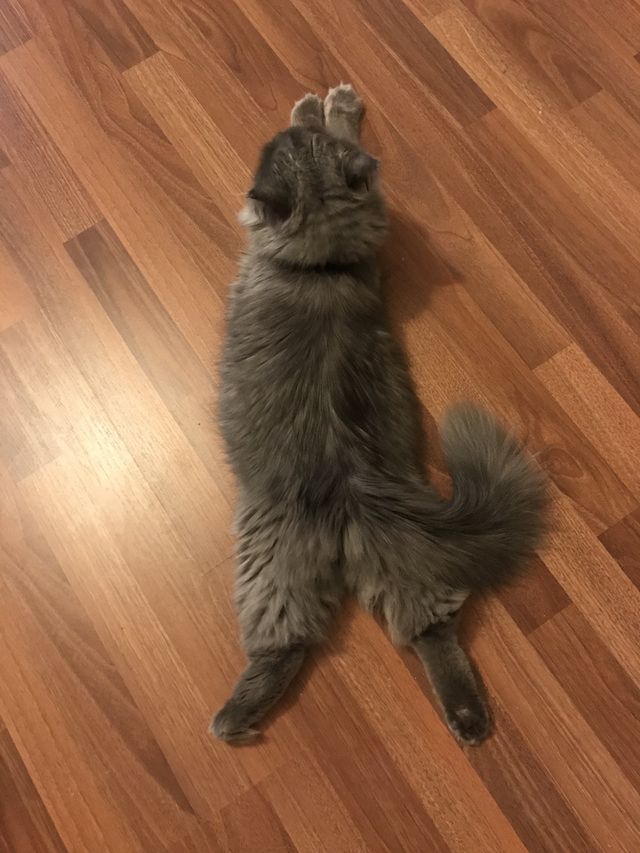 Cat’s Yoga