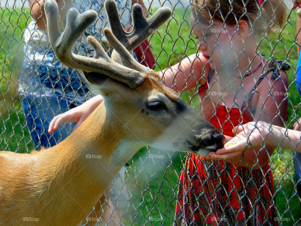 Feeding a young buck