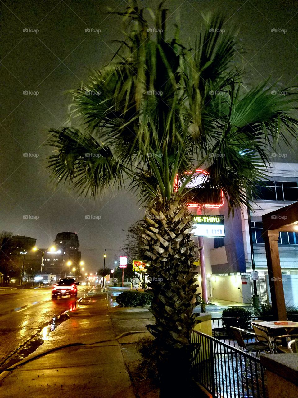 Palm Tree City