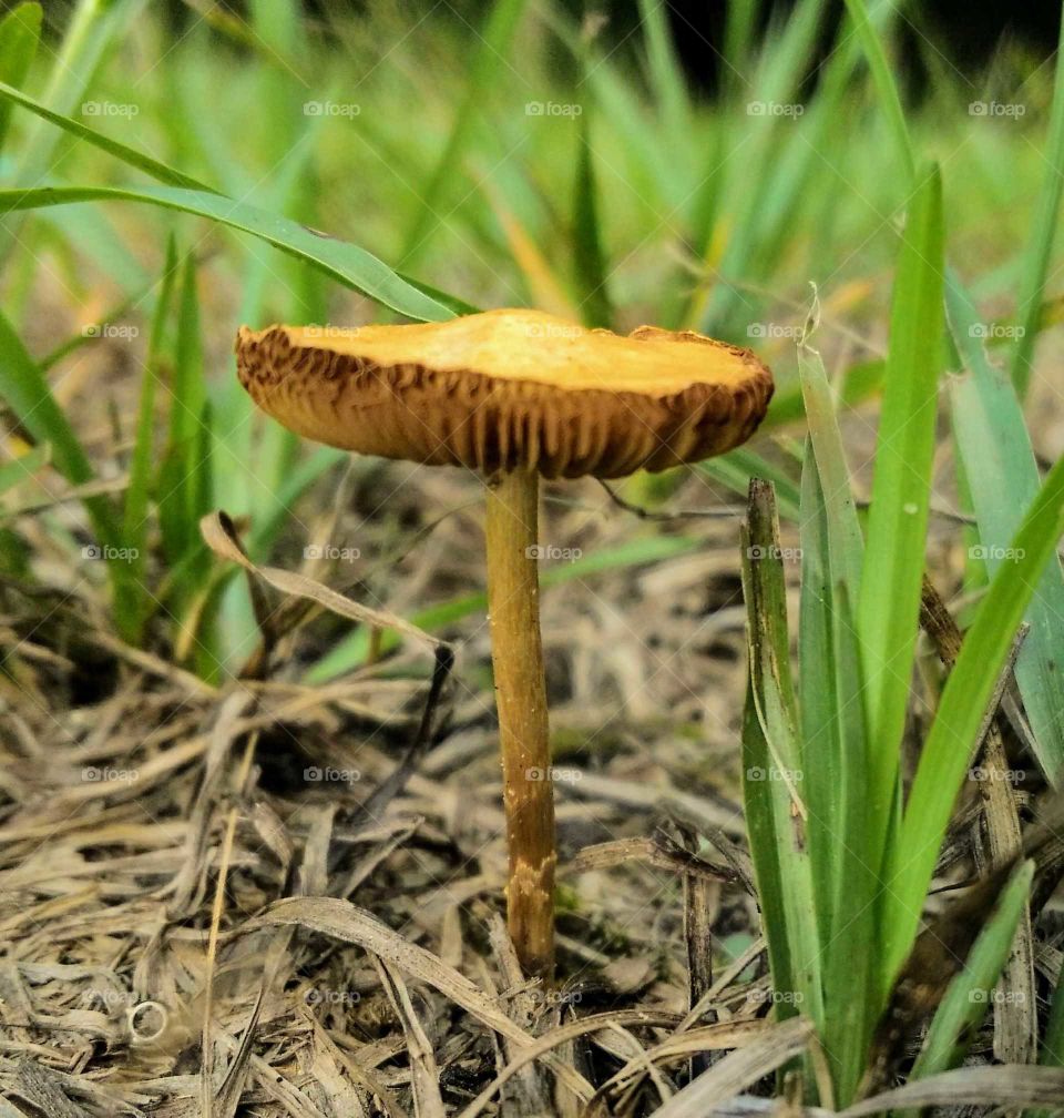 mushroom 3