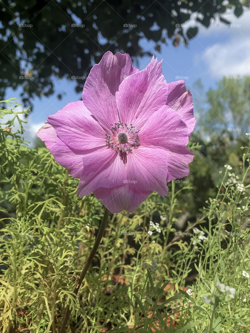 A pink poppy anemone growing amid greenery and under a blue sky