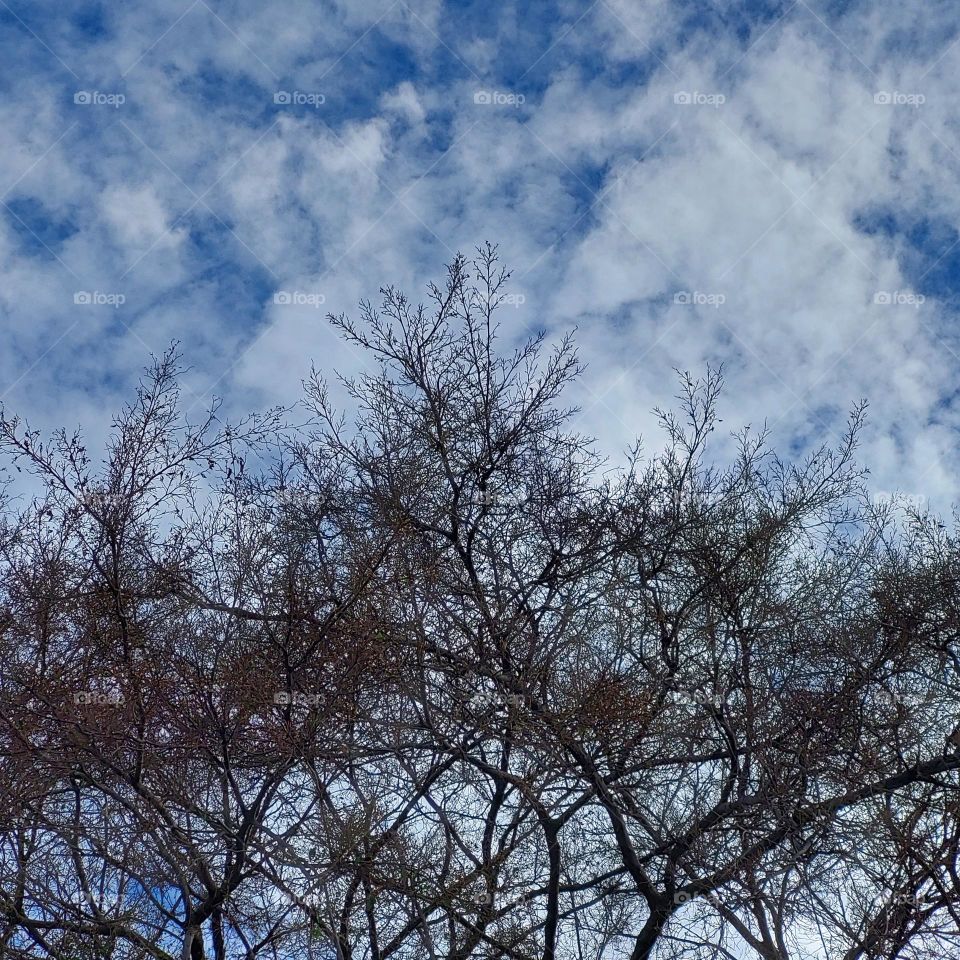 tree without leaves, seen from below with a view of the blue sky
