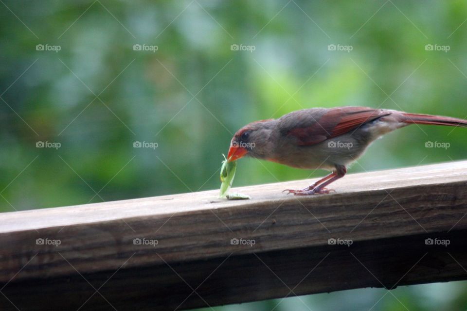 Female Cardinal