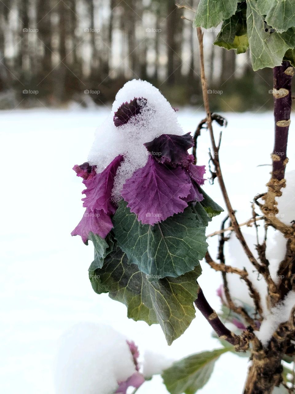 Flower with snow - Flor con nieve