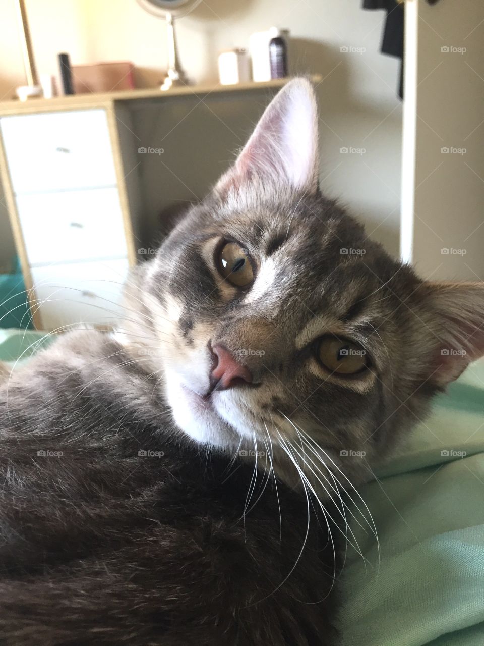 Cute lazy gray tabby cat looking at the camera