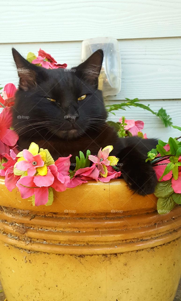 Bob in flower pot