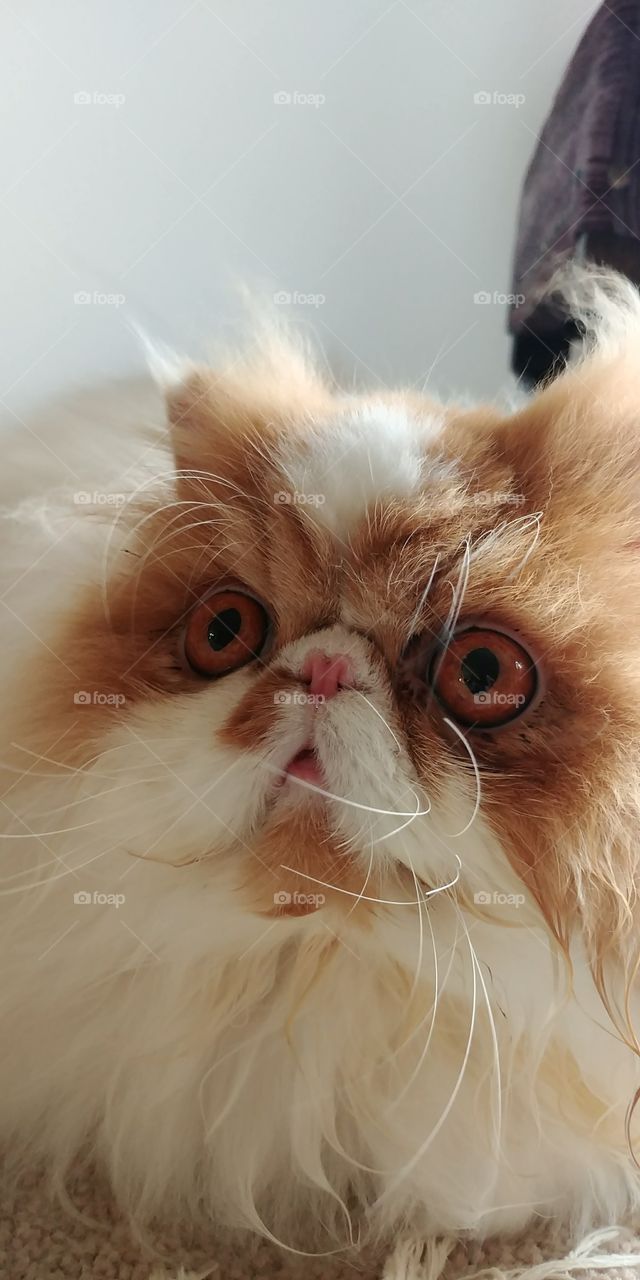 persian cat close up of face