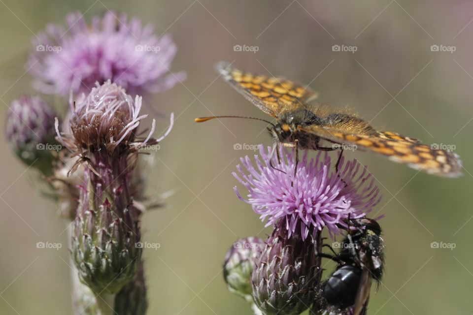 Butterfly on flower