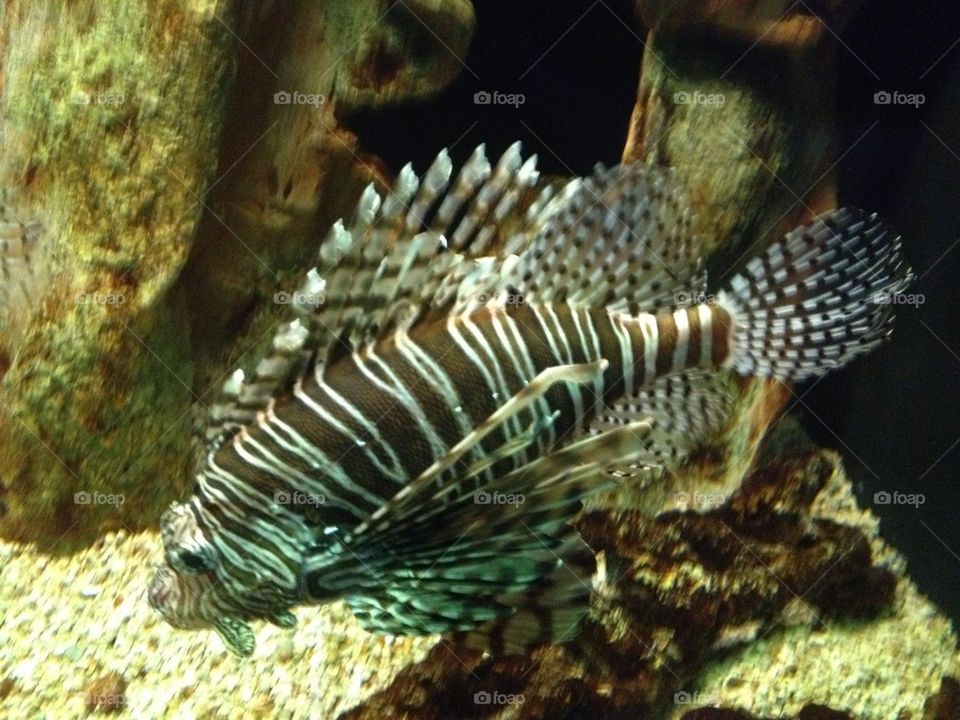 Lionfish
