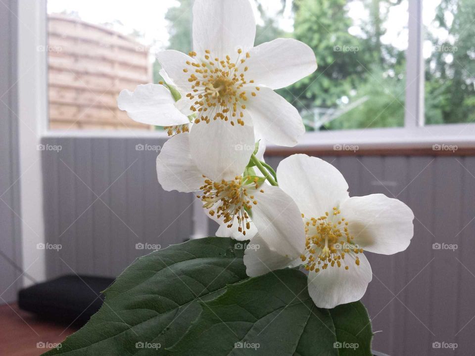 Nature, Flower, No Person, Leaf, Flora