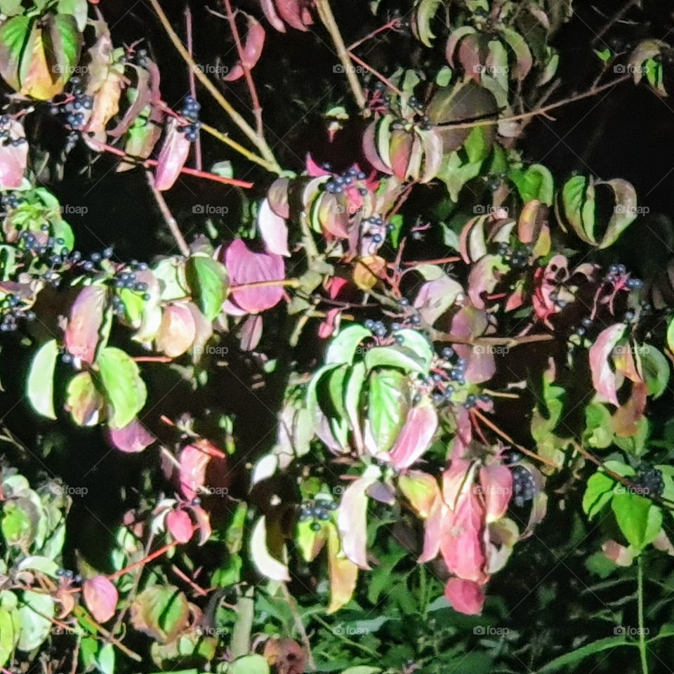 Red with green leaves of a tree