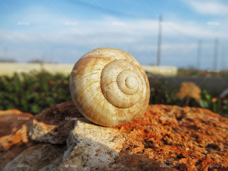 A snail shell on a rock