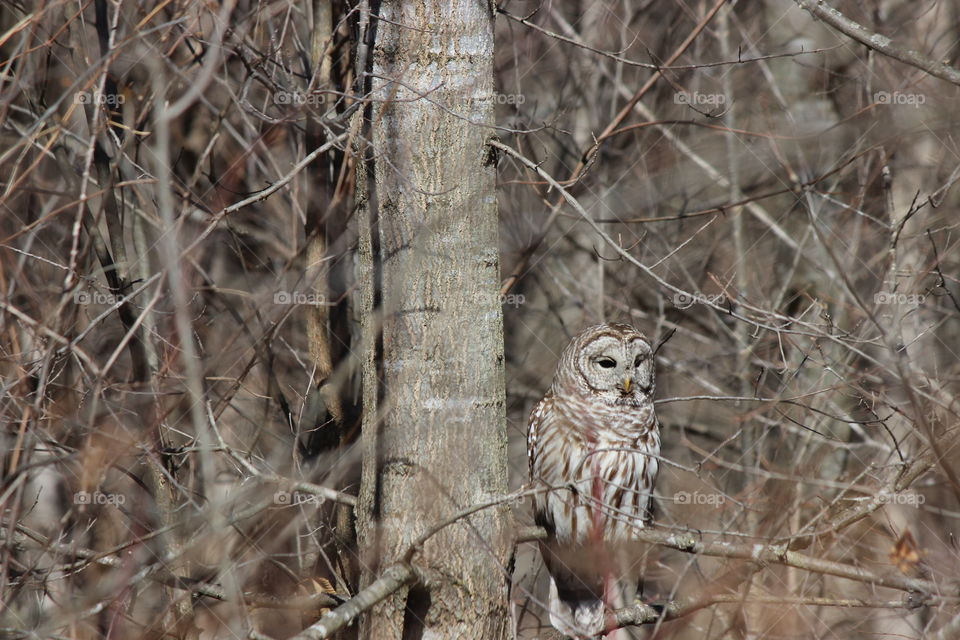 barred owl in camouflage hunting for prey