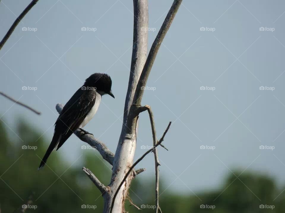 Eastern kingbird