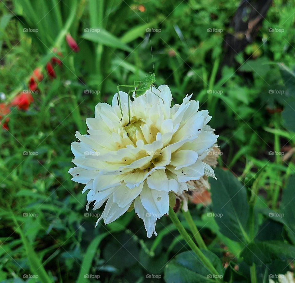 White flowers and green grasshopper in the garden 