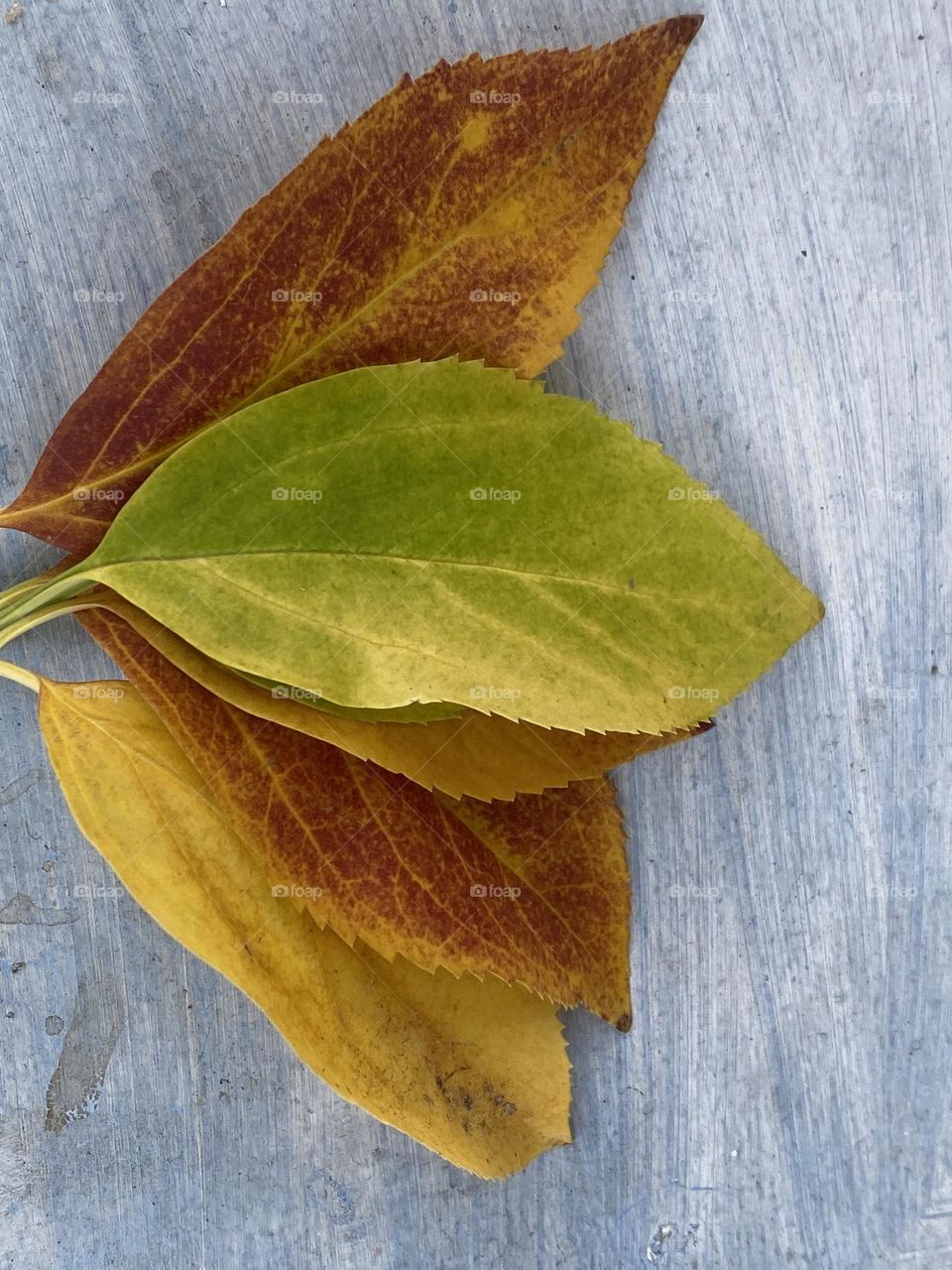 Colourful autumn leaves 