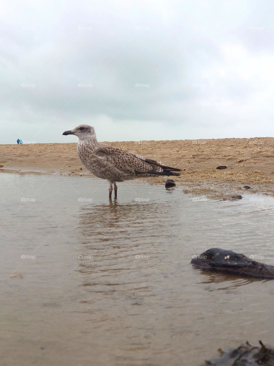 Seagull at the beach