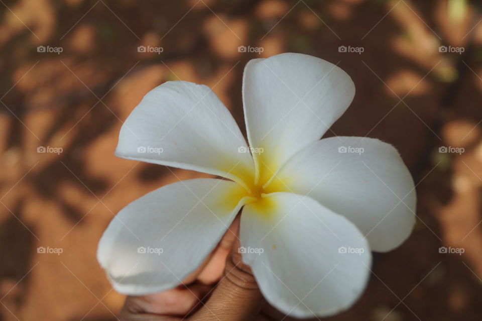 Tropical flower