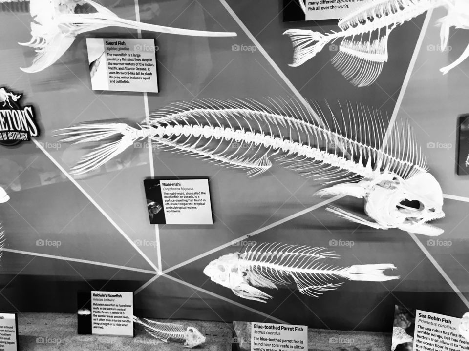 Skeleton Mahi