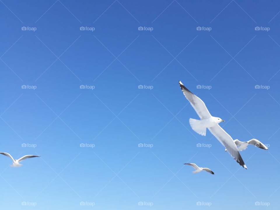 flying birds and blue sky