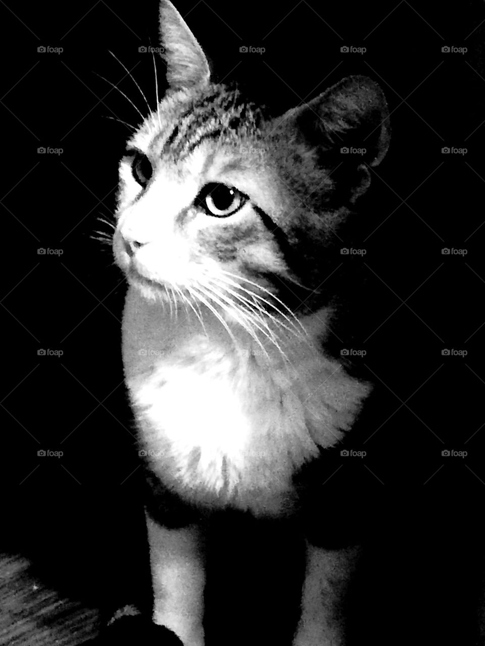 one beautiful creature