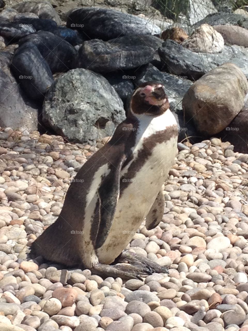 Another penguin at the zoo