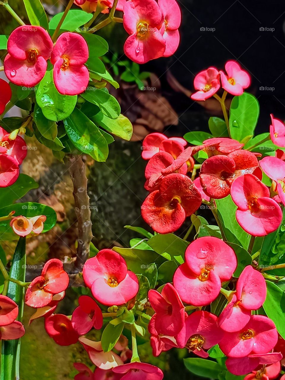 Euphorbia Milii flowers.