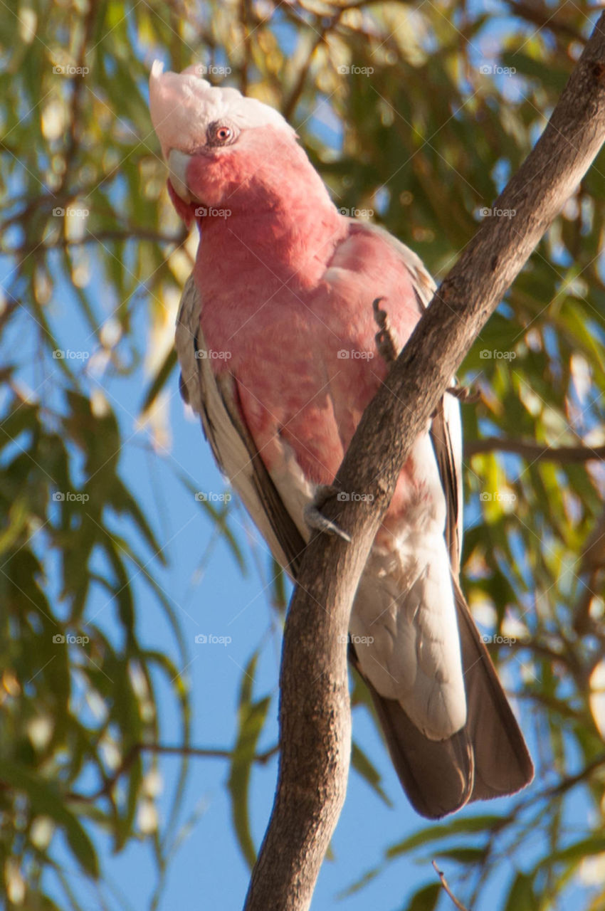 Close-up of cockatoo in tree in Australia