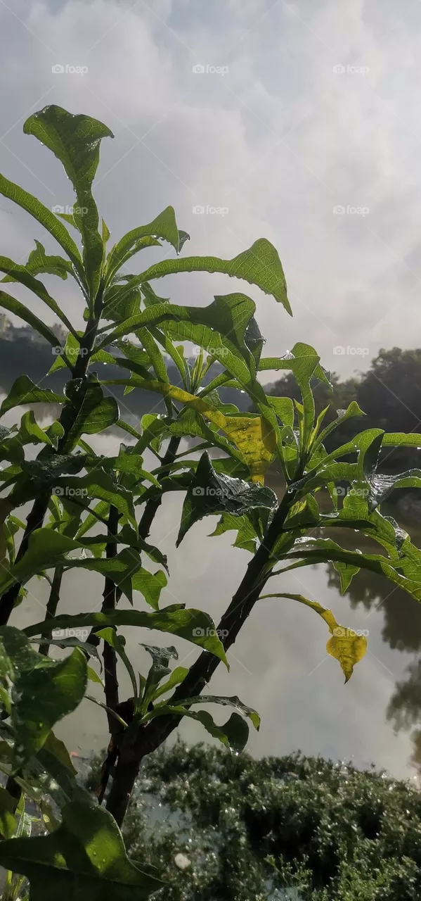 green