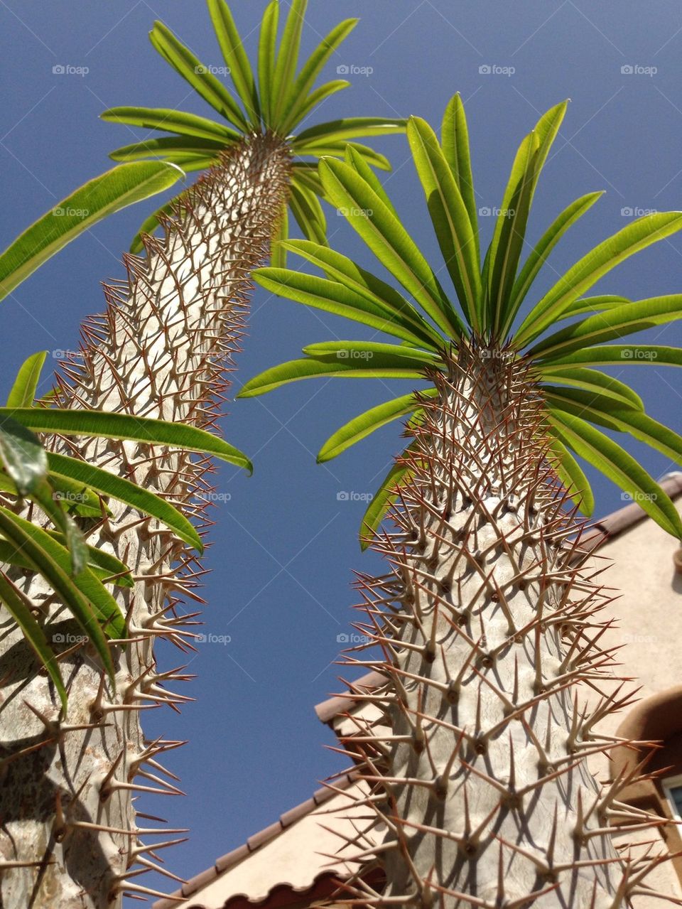 Succulent palm