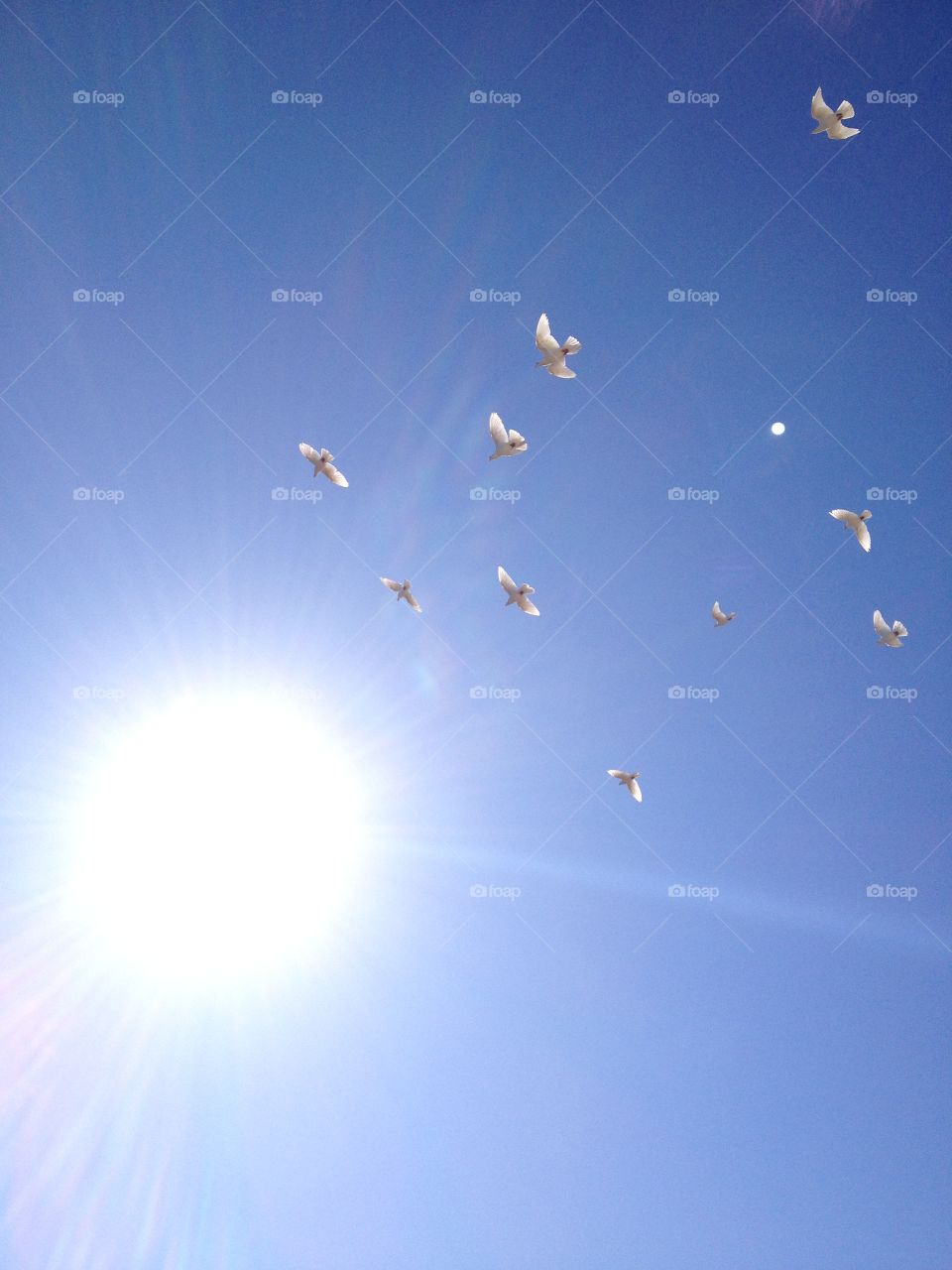 MAGICAL MOMENT. Beautiful White Doves Flying Toward The Light