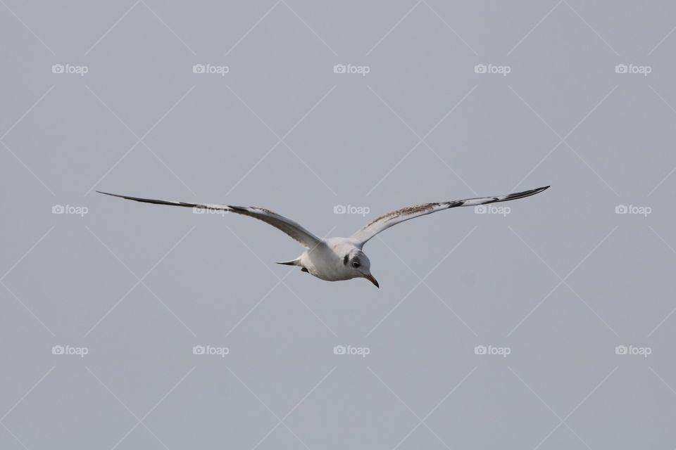 seagull in flight