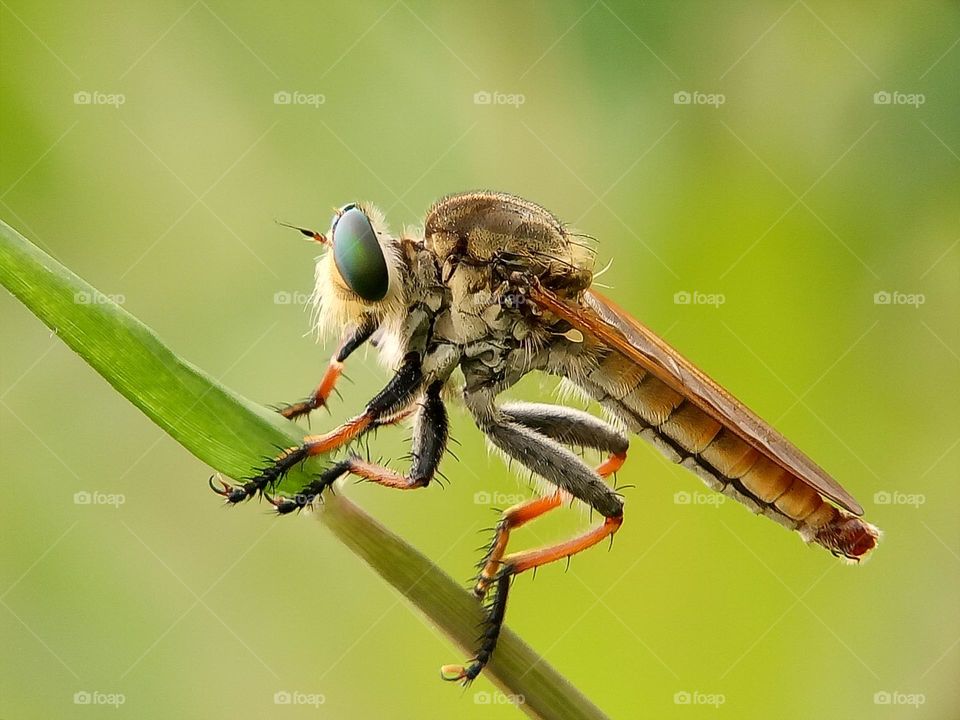 Close up of Asilidae/ Robberfly on the grass with blurry background, insect, wildlife, robberfly, nature, macro, depth of field