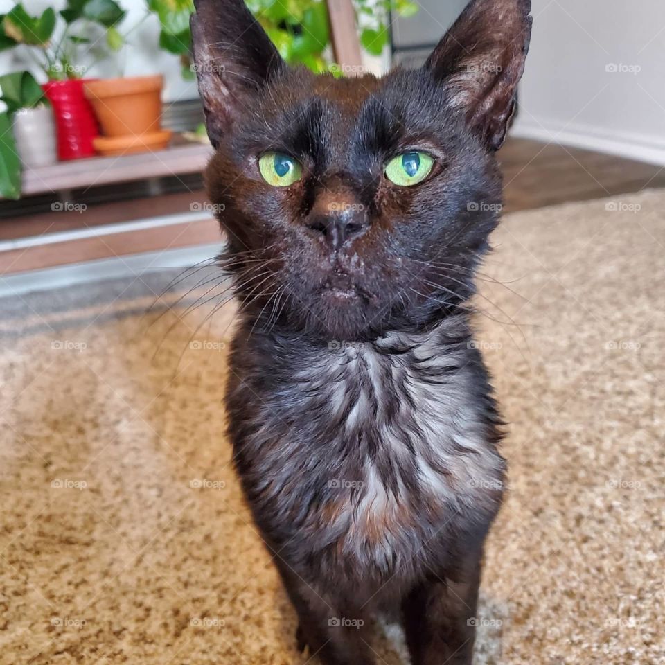 old black cat