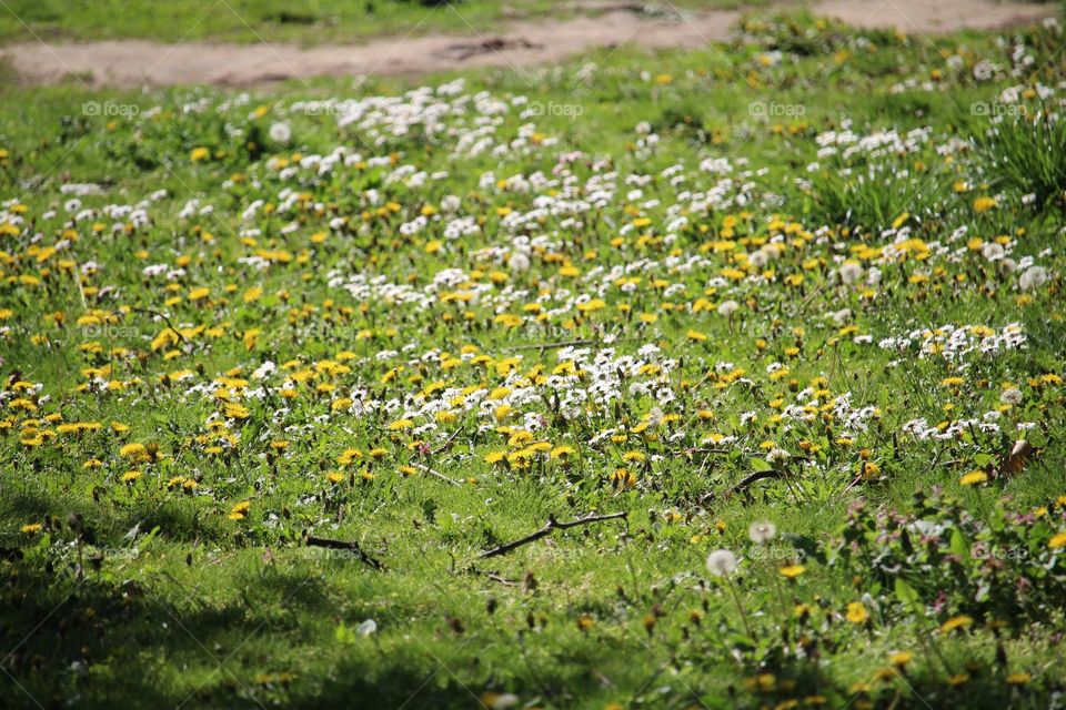 spring flowers