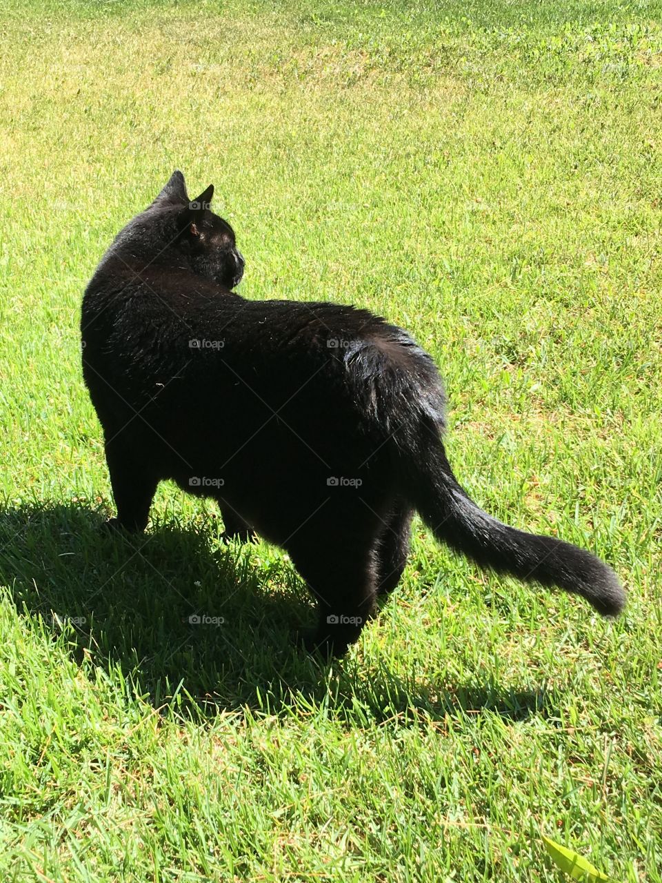 Black cat standing in sun, shadow on grass!