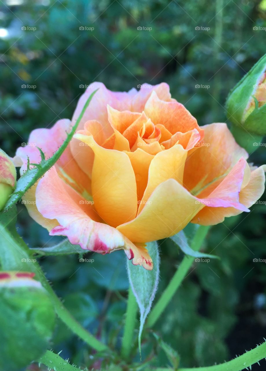 Close-up of rose blooming outdoors