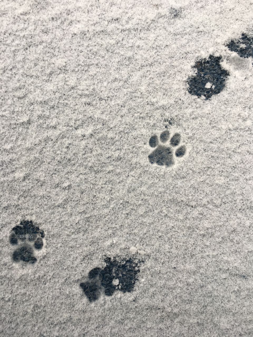 First snowfall, cat footprint in snow