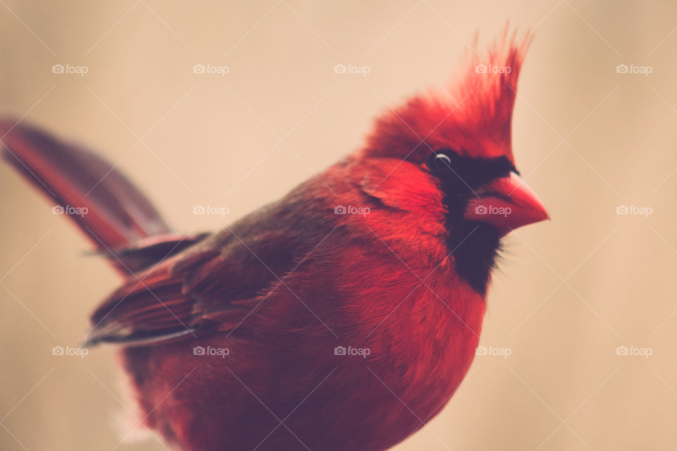 Male Cardinal in Winter