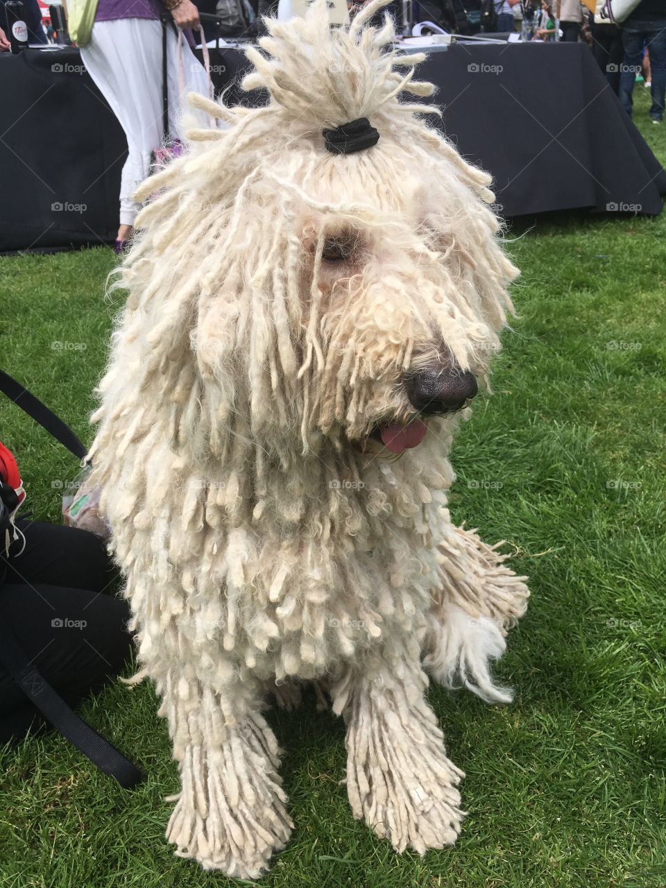 Dog show dog on green grass