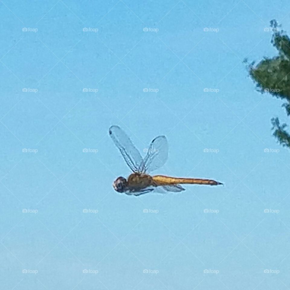 Dragonfly in flight