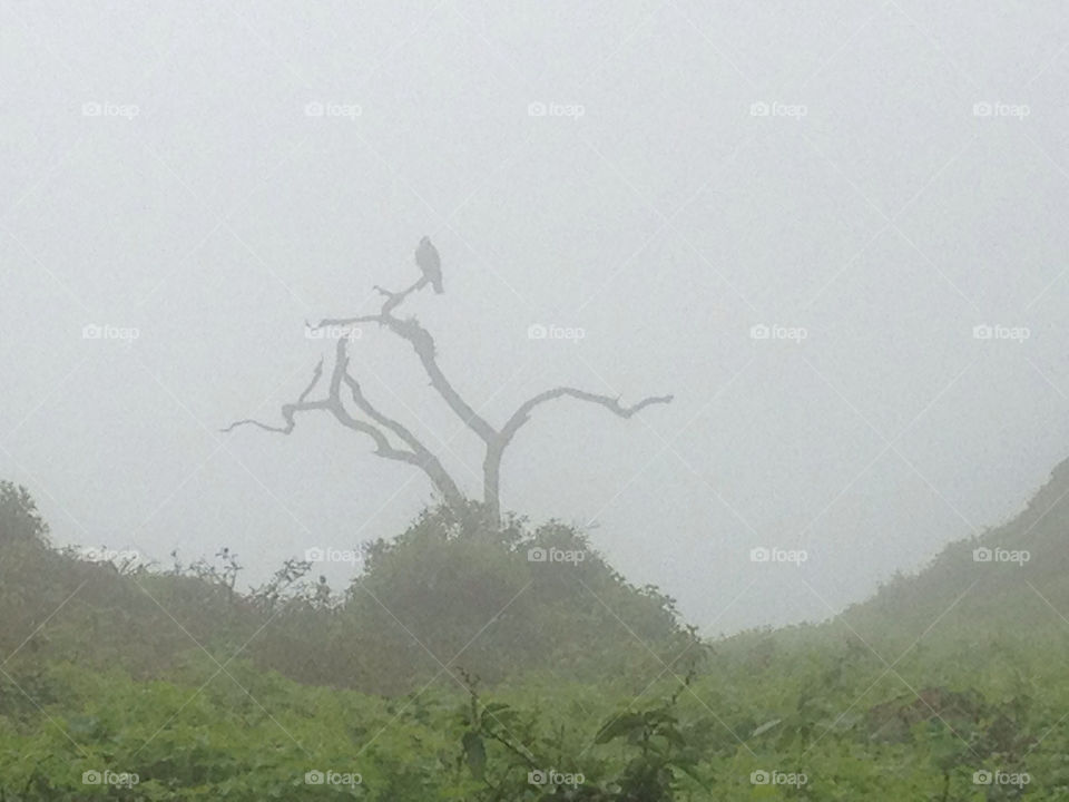 perú tree silhouette fog by dereksapp