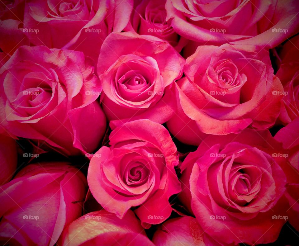 Pink roses
