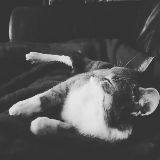 my cat, Mika