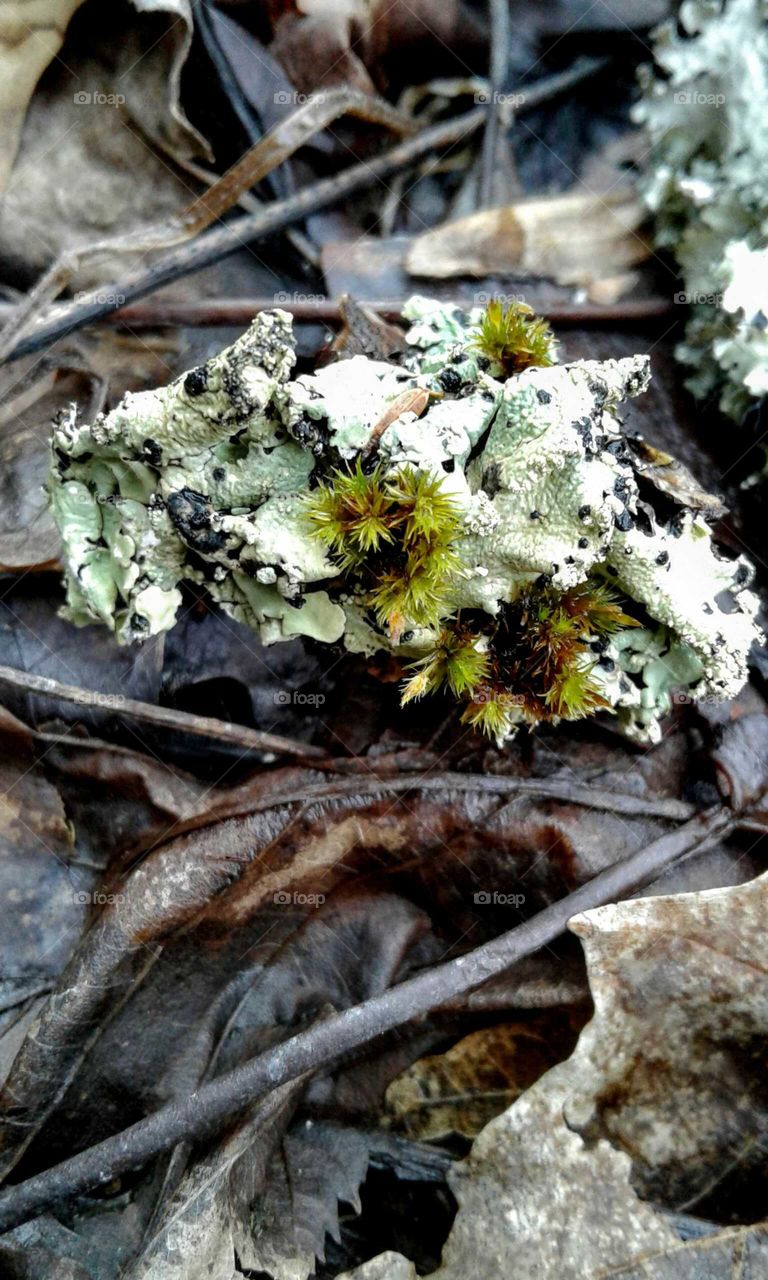 Lichen