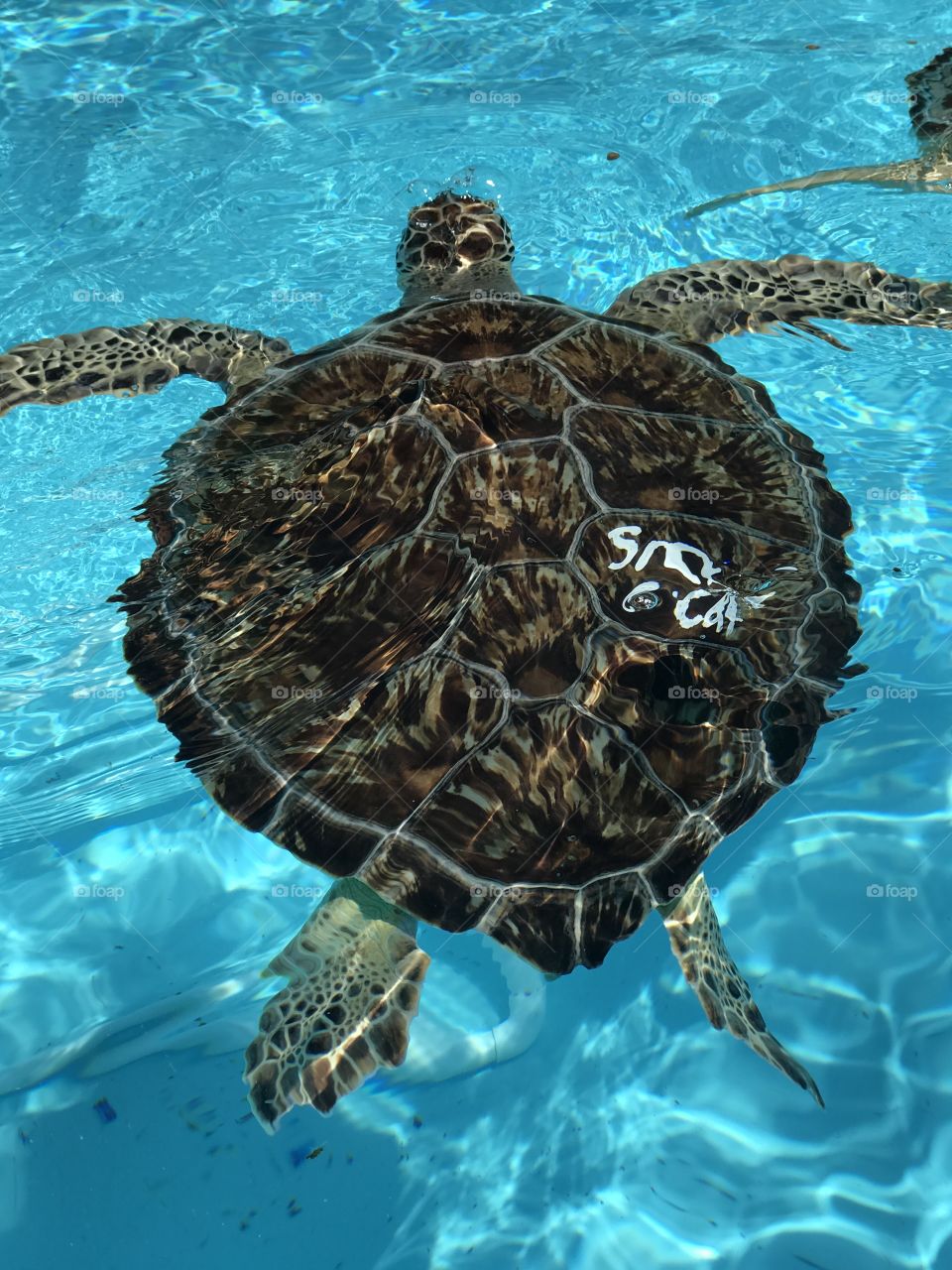 Smelly cat the turtle!!