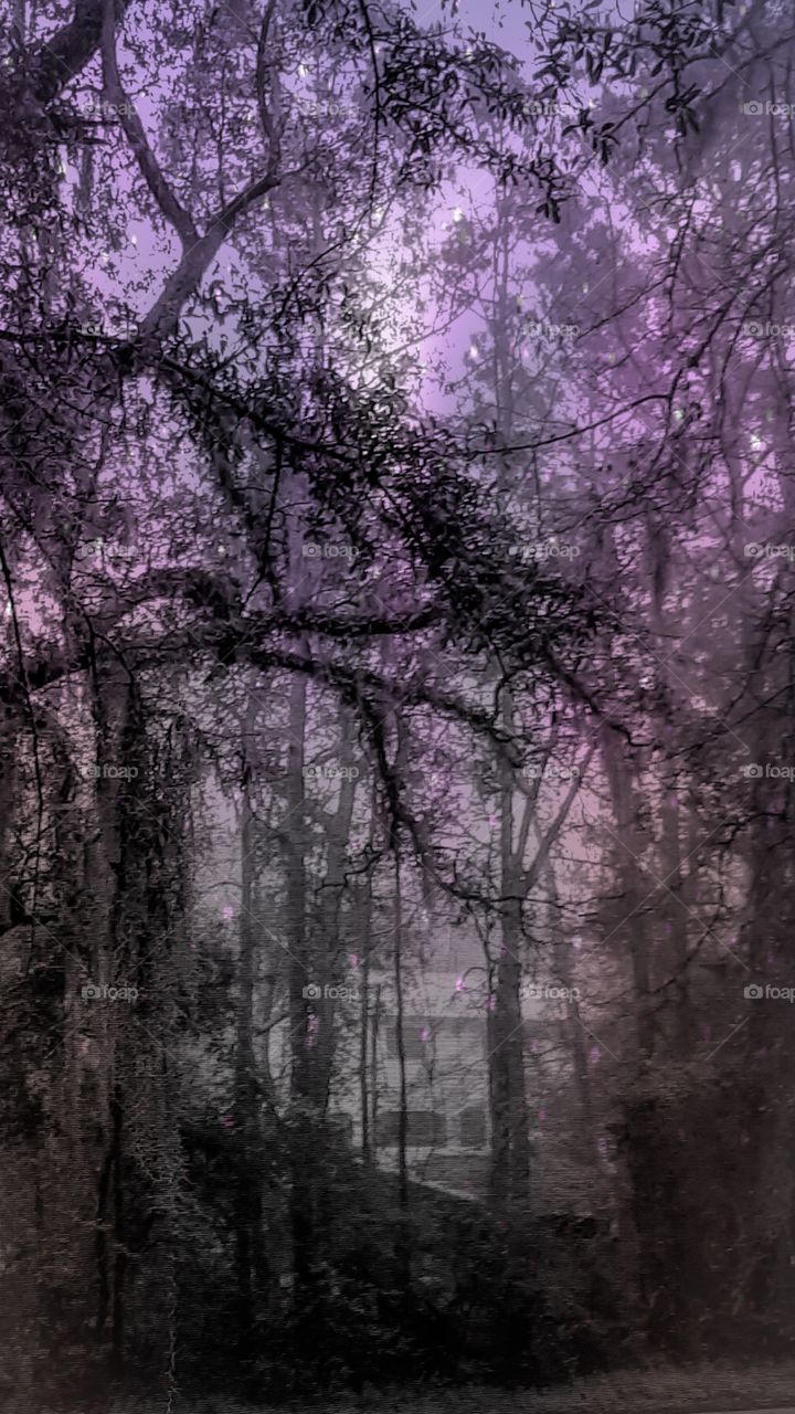 house as seen through the woods of oaks and pine early morning misty rain purple sky